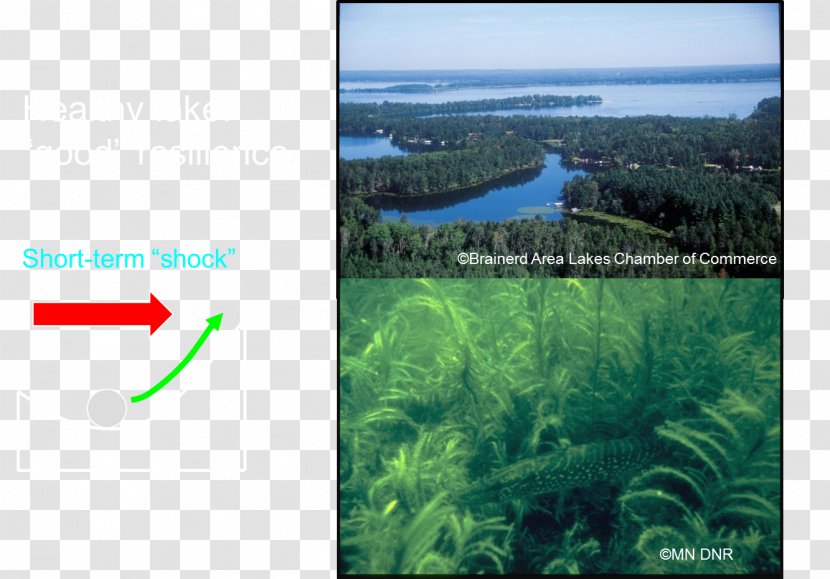 Myriophyllum Spicatum Water Resources Aquatic Plants Ecosystem - Grass Transparent PNG