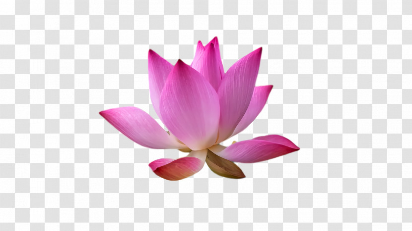 Sacred Lotus Nelumbonaceae Petal Flower M Transparent PNG