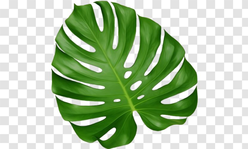 Leaf Monstera Houseplant Root Transparent PNG