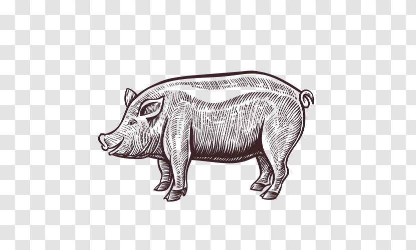 Domestic Pig Pork Meat Illustration - Snout Transparent PNG