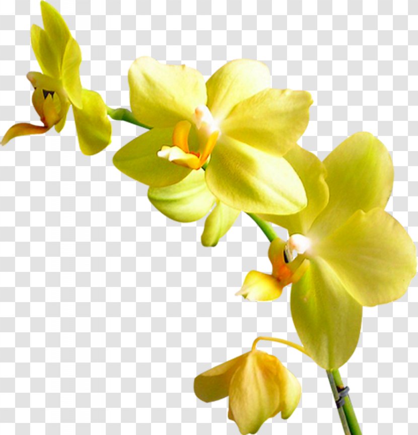 Orchids Clip Art Image Flower - Plant Transparent PNG
