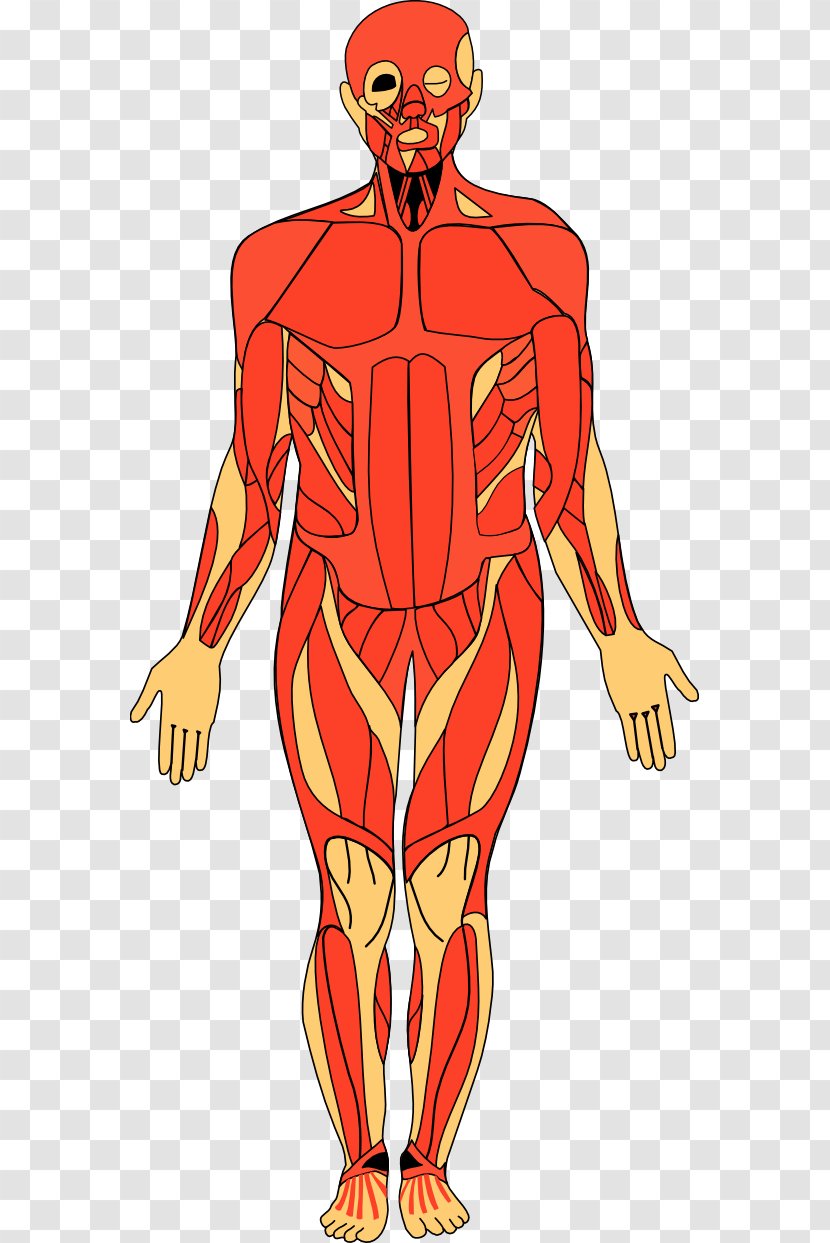 Anatomy Of The Human Body Clip Art - Frame - Cliparts Transparent PNG