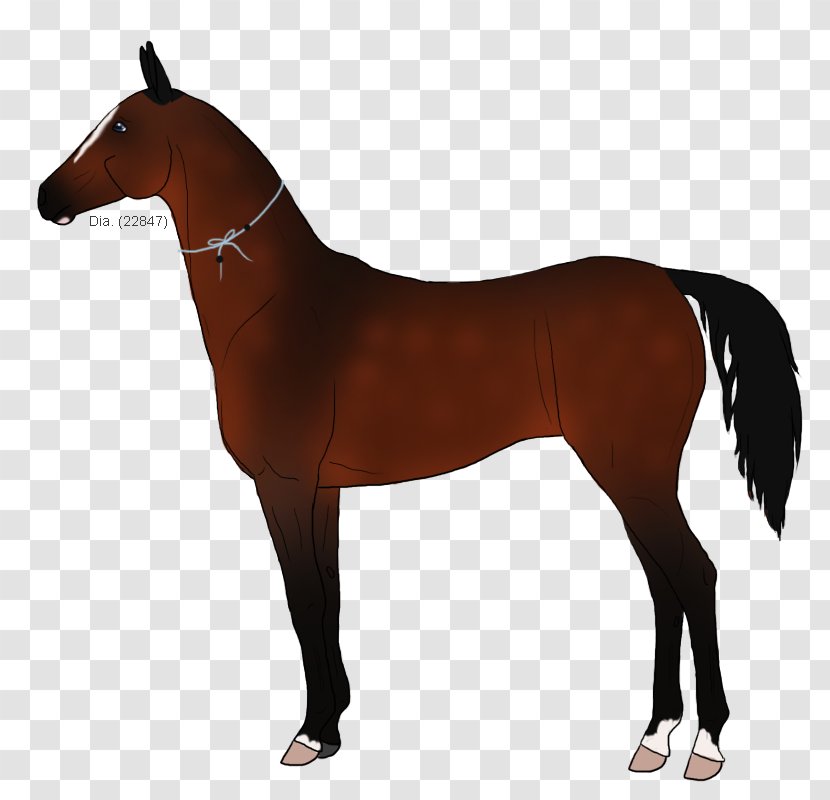 Mustang Stallion Rein Pony Mare - Horse Tack Transparent PNG