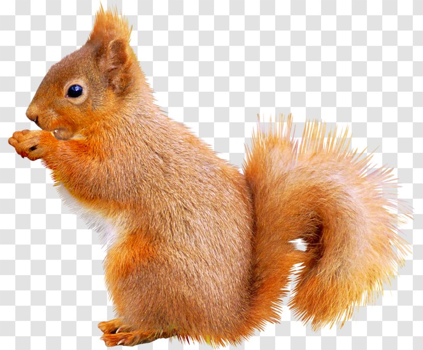 Fox Squirrel Animal Icon - Vecteur - Cute Transparent PNG