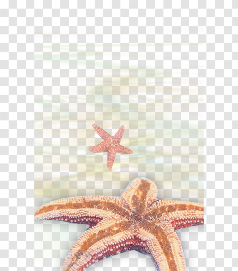 Starfish Download Gratis Icon - Echinoderm Transparent PNG