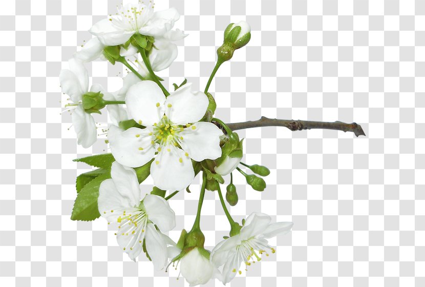 Birthday Flower Bouquet - Cherry Blossom Transparent PNG
