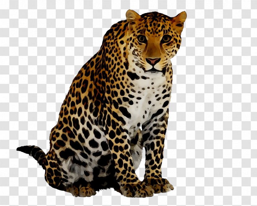 Cheetah Image Leopard Desktop Wallpaper Download - Vertebrate - Fawn Transparent PNG