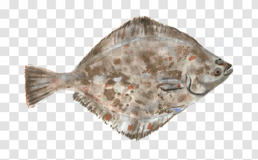 Large Tooth Flounders Flatfish Food - Fish Transparent PNG