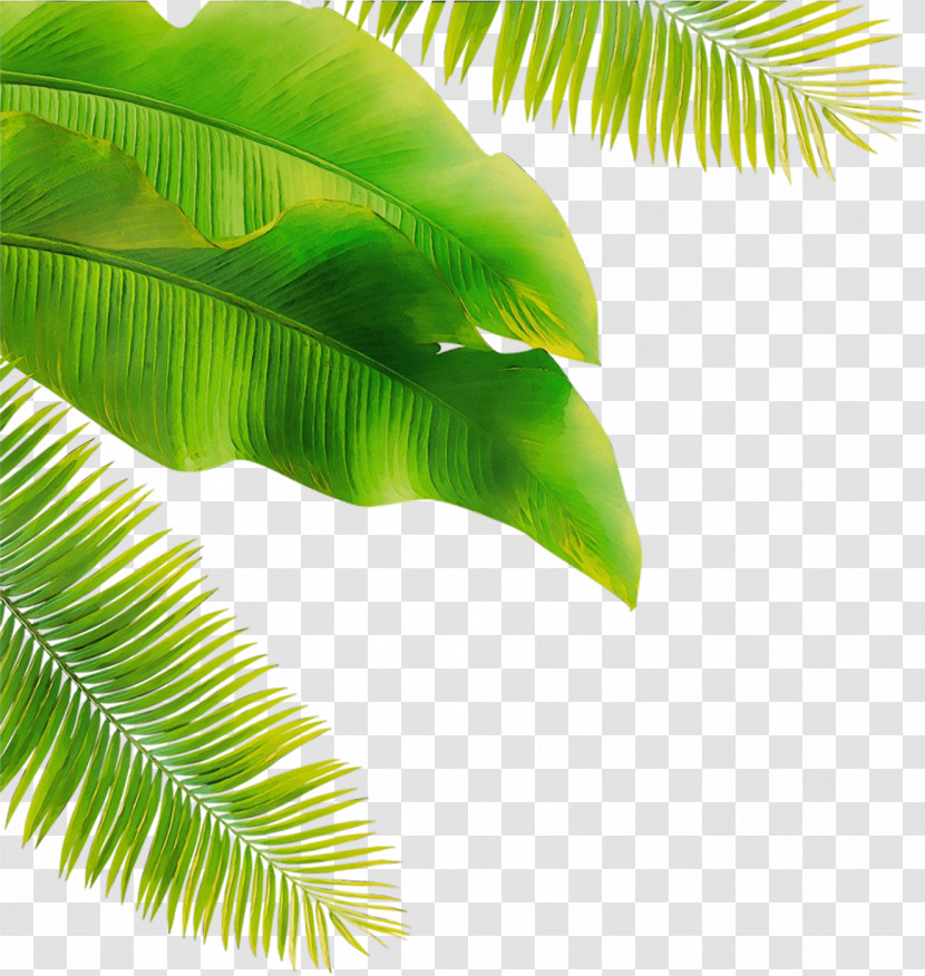 Banana Leaf Transparent PNG