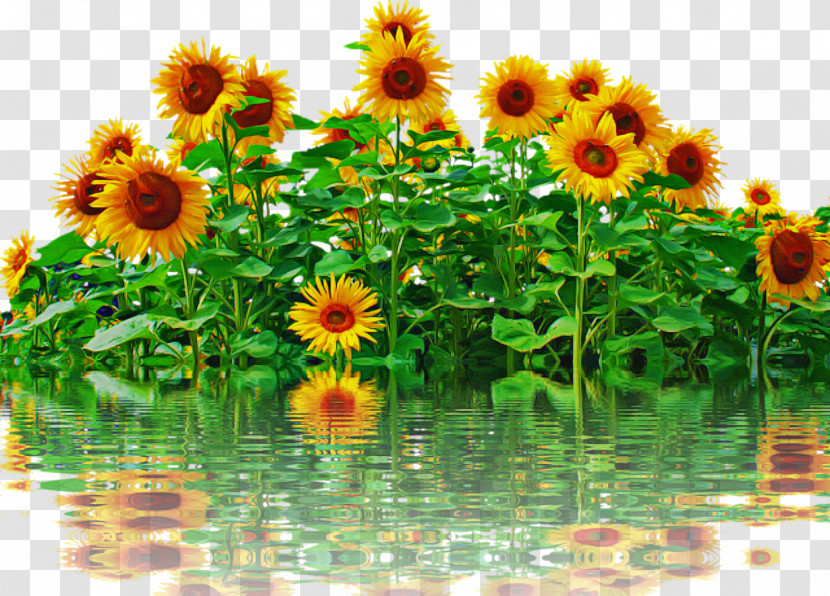 Blog Common Sunflower Poster Flower Drawing Transparent PNG
