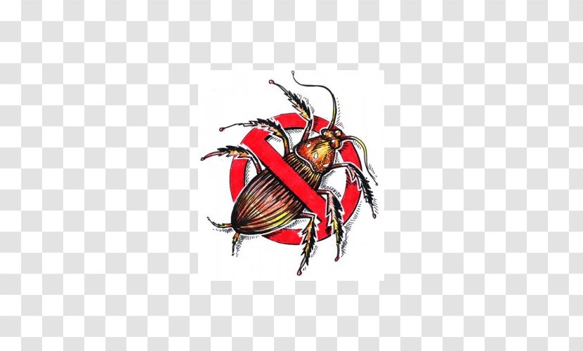 American Cockroach Pest Control Insect - Scarabs Transparent PNG