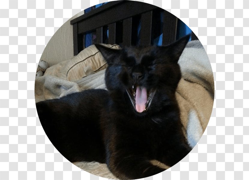 Black Cat Dog Twin Cities Pet Rescue Adoption Transparent PNG