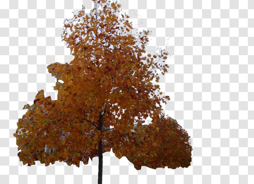 Maple Ginkgo Biloba Christmas Tree Deciduous - Plant Transparent PNG