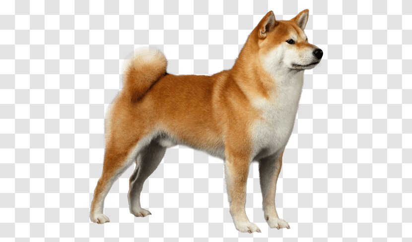 Shiba Inu Akita Basenji Samoyed Dog Shar Pei - Icelandic Sheepdog - Puppy Transparent PNG