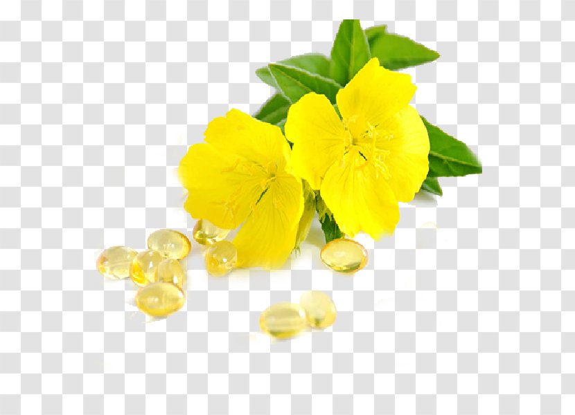 Common Evening-primrose Dietary Supplement Gamma-Linolenic Acid Health - Blackmores - Borage Evening Primrose Transparent PNG