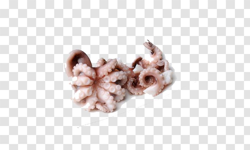Octopus Squid Claw Download - Gratis - Clasp Free Photos Transparent PNG