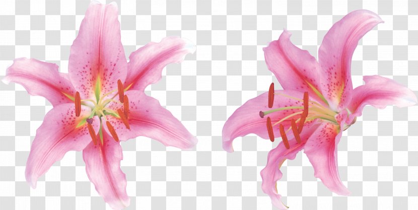 Clip Art Image Lily Flower - Easter Clipart Lilium Transparent PNG