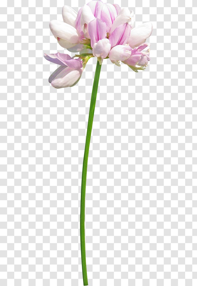 Floral Design Flower - Flowering Plant Transparent PNG