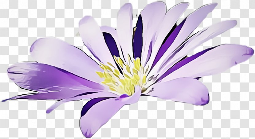 Flower Flowering Plant Petal Purple - Clematis Herbaceous Transparent PNG