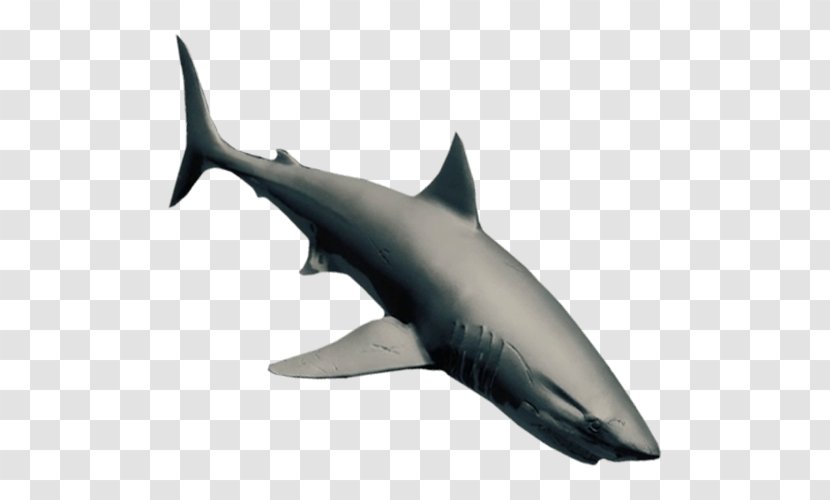 Great White Shark Tucuxi Whale Requiem Sharks Megalodon - Attack - Carcharodon Transparent PNG
