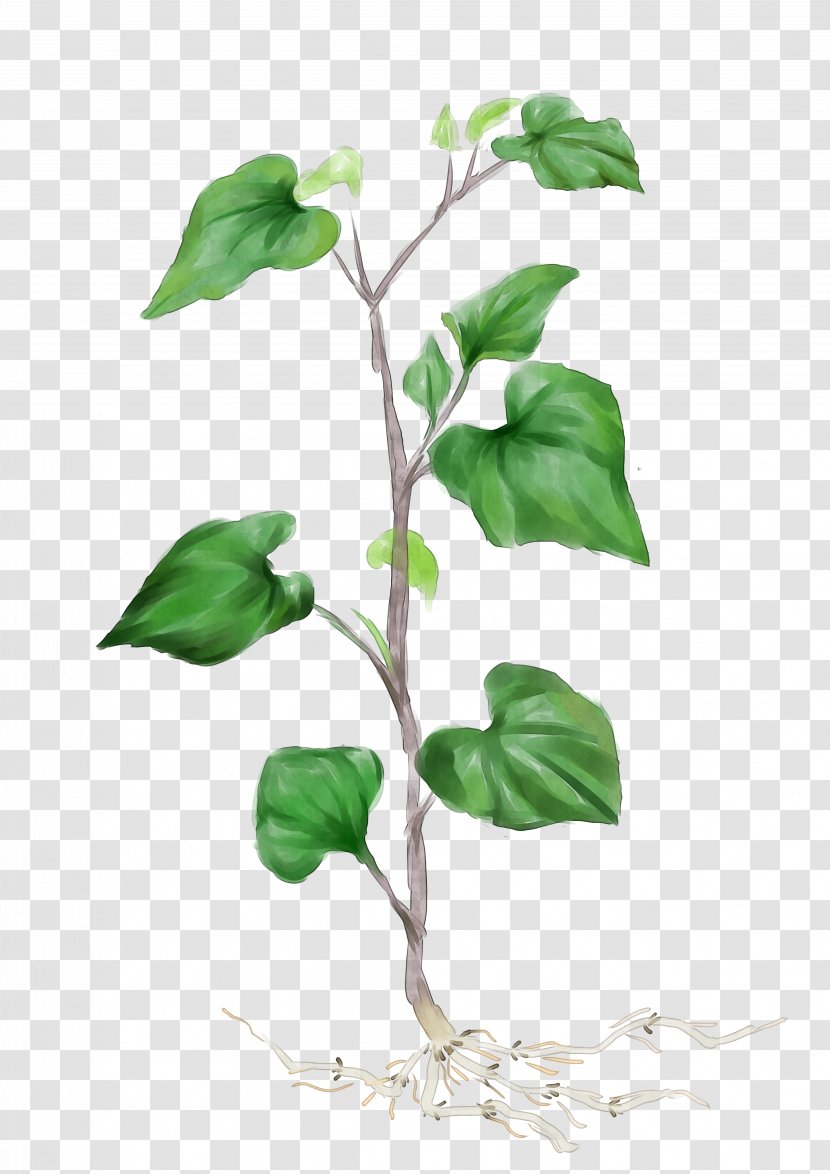 Chameleon Plant Medicinal Plants Food Tea - Chinese Herbology - Occupation Herb White Transparent PNG