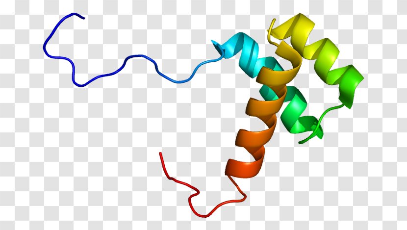 HOXB13 Hox Gene Protein Homeobox - Tree - Frame Transparent PNG