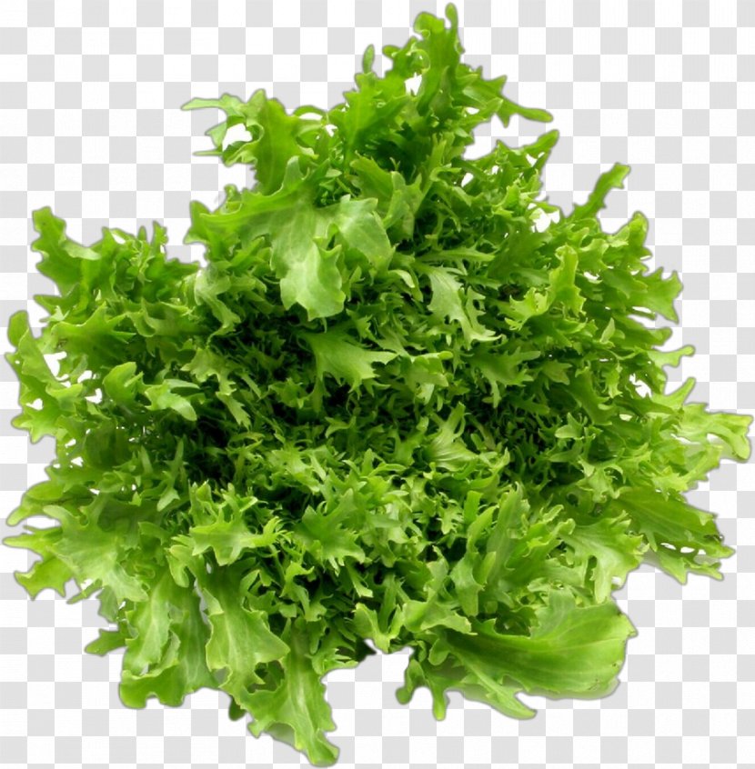 Parsley - Plant - Coriander Transparent PNG