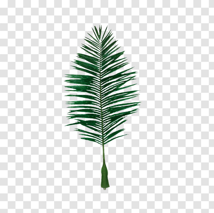 Leaf Coconut Evergreen - Plant - Fake Leaves Picture Material Transparent PNG