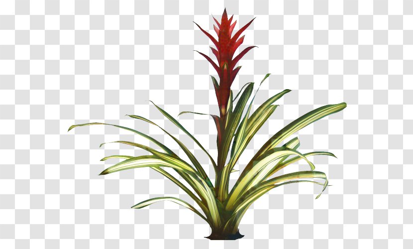 Clip Art Guzmania Transparency Flowering Plant - Houseplant - Bromeliads Transparent PNG