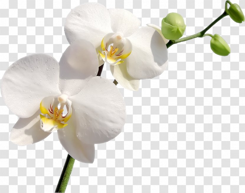 Orchids Flower Clip Art - Photography - Orchid Transparent PNG