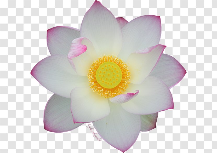 Rosaceae Rose Close-up Petal Lotus-m - Family - Decorative Lotus Transparent PNG