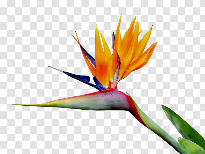 Bird Of Paradise Flower Stock Photography Image Clip Art Royalty-free - Birdofparadise - Heliconia Transparent PNG