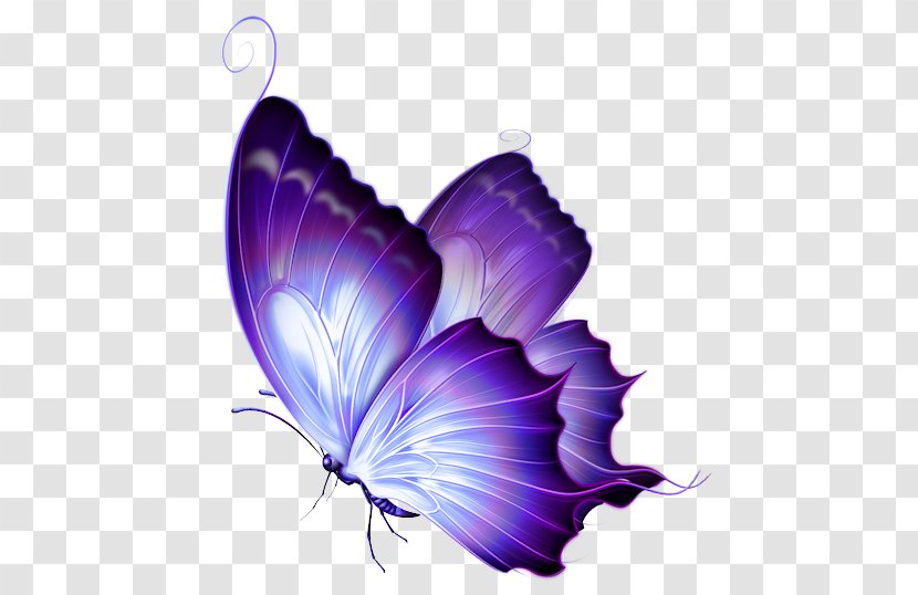 Butterfly Purple Clip Art - Color - Butterflies Transparent PNG