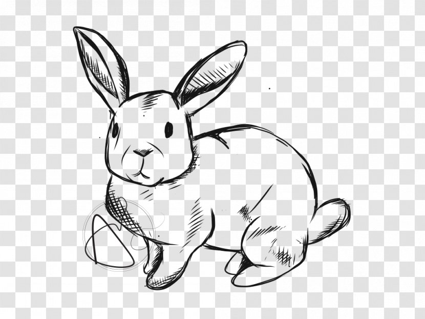 Domestic Rabbit Hare Line Art Whiskers Drawing Transparent PNG