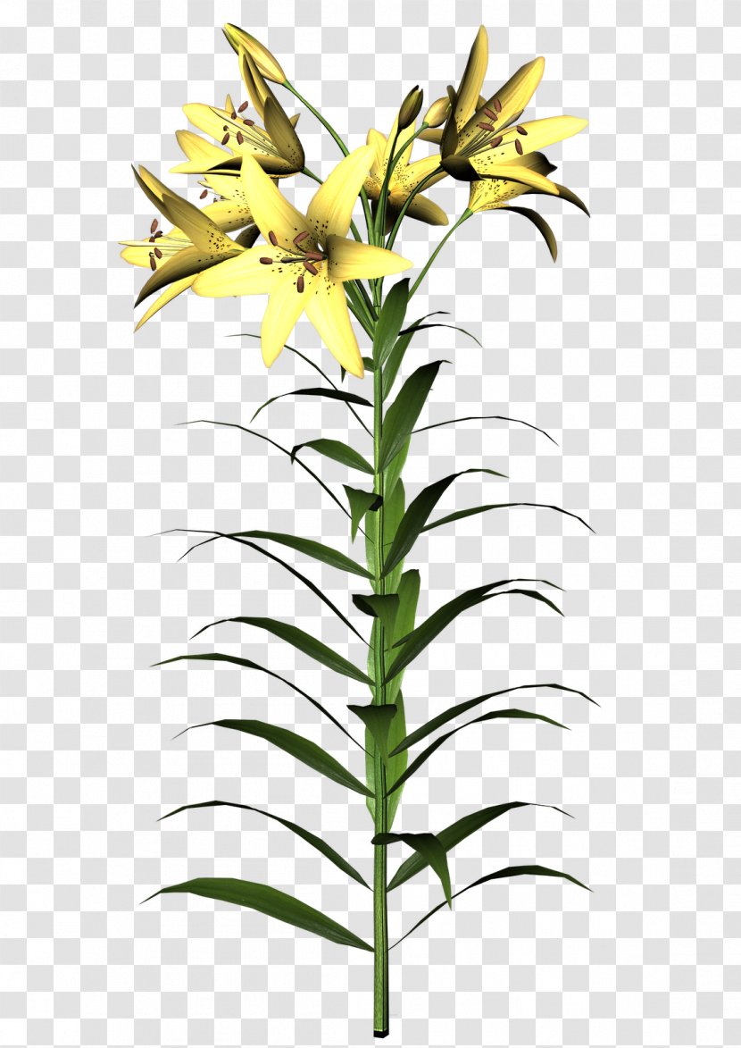 Cut Flowers Flora Plant Stem - Fritillaria - Flower Transparent PNG
