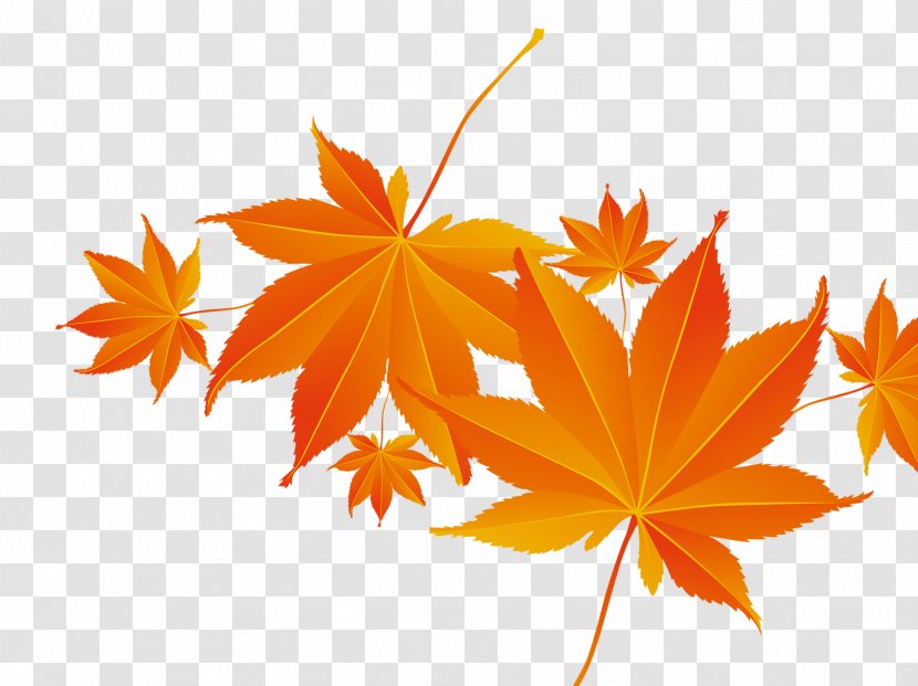 Maple Leaf Autumn - Orange - Leaf,Red Leaf,Leaves Transparent PNG