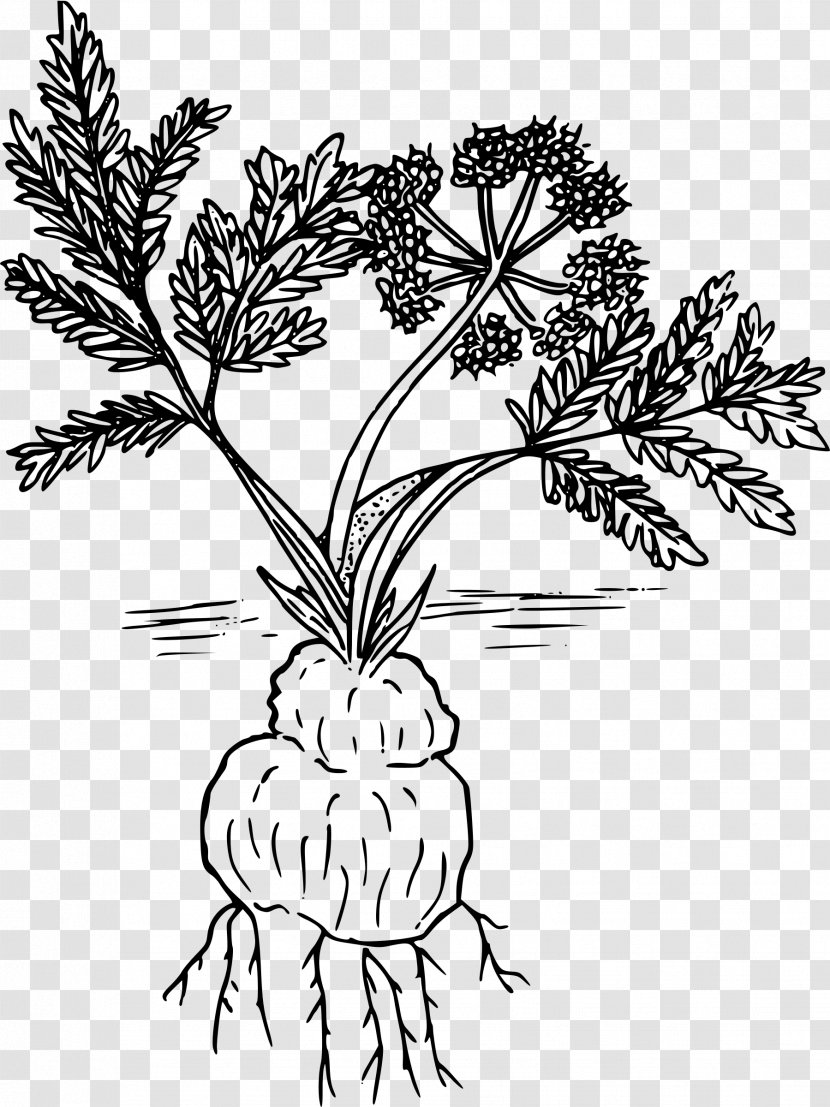 Woody Plant Line Art Drawing Lomatium Cous - Leaf - Parsley Transparent PNG