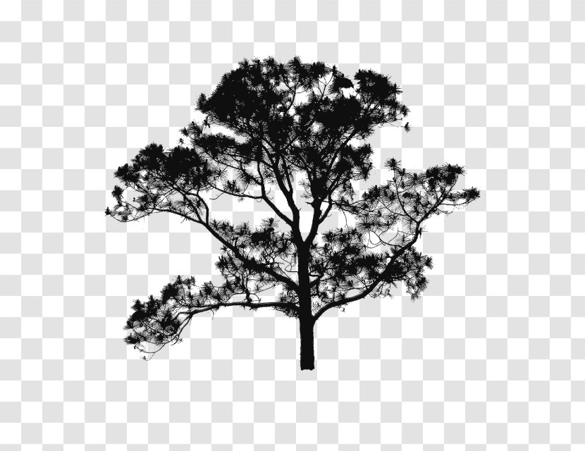 Branch Tree Brush Silhouette - Pine - Floor Plan Transparent PNG