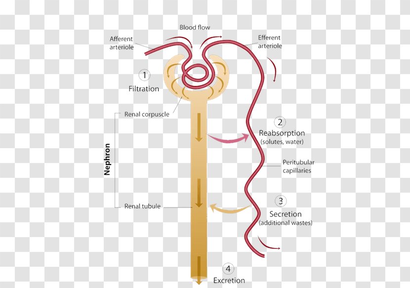 The Excretory System Reabsorption Nephron Urine - Tree Transparent PNG