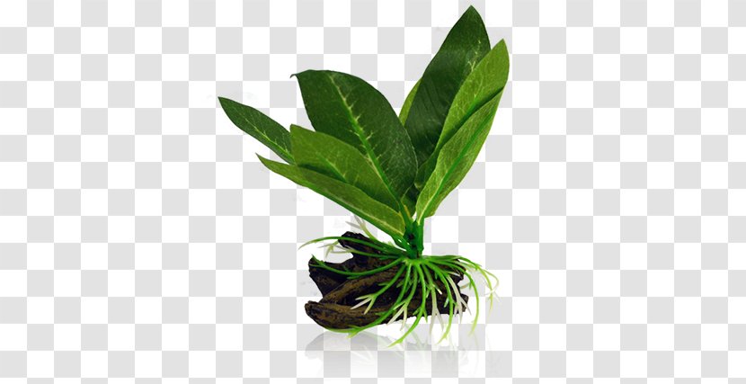 Leaf Aquatic Plants Fern Microsorum Pteropus Transparent PNG