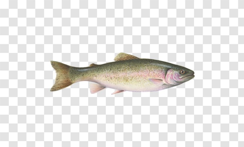 Coho Salmon Monterey Bay Aquarium Coastal Cutthroat Trout Cod - Rainbow Transparent PNG