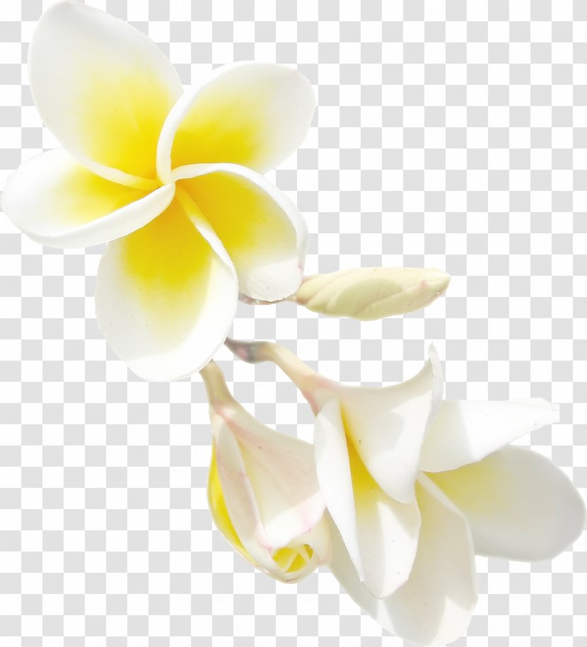 Flower Clip Art - Flowering Plant - Jasmine Transparent PNG