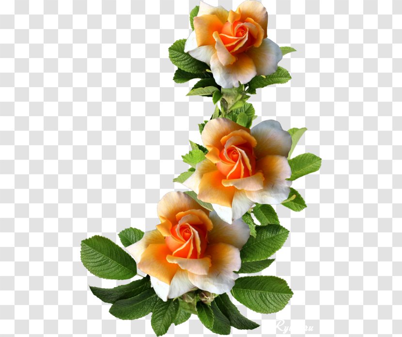 Cut Flowers Garden Roses Centifolia Picture Frames - Rose Oil - Beautiful Transparent PNG