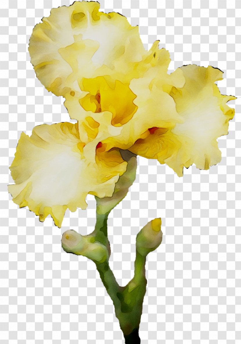 Cut Flowers Cattleya Orchids Moth Plant Stem - Iris Transparent PNG