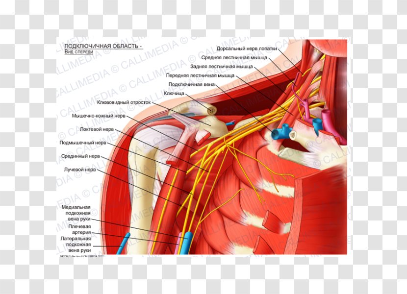 Infraclavicular Fossa Supraclavicular Subclavian Artery Anatomy Scalene Muscles - Heart - Axillary Transparent PNG