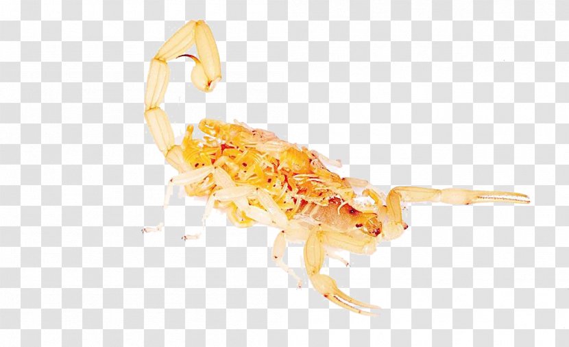 Scorpion Poison Animal - Organism - Transparent Yellow Transparent PNG