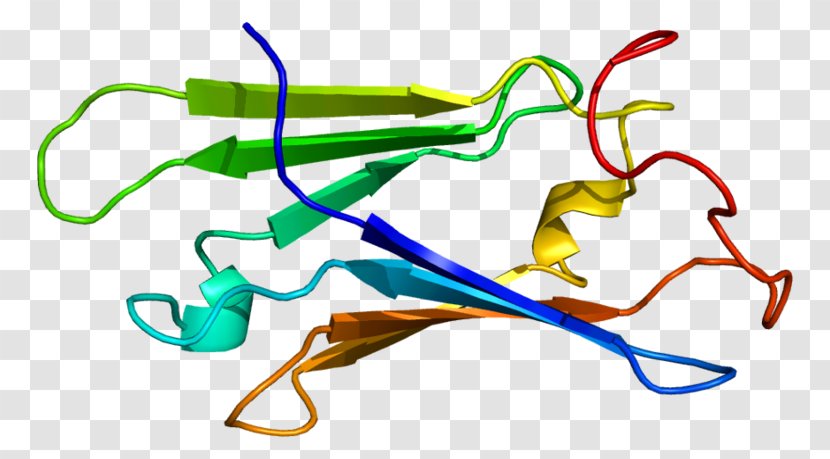 Protein Gene Hsp104 Skp1 SUGT1 - Cartoon - Tree Transparent PNG