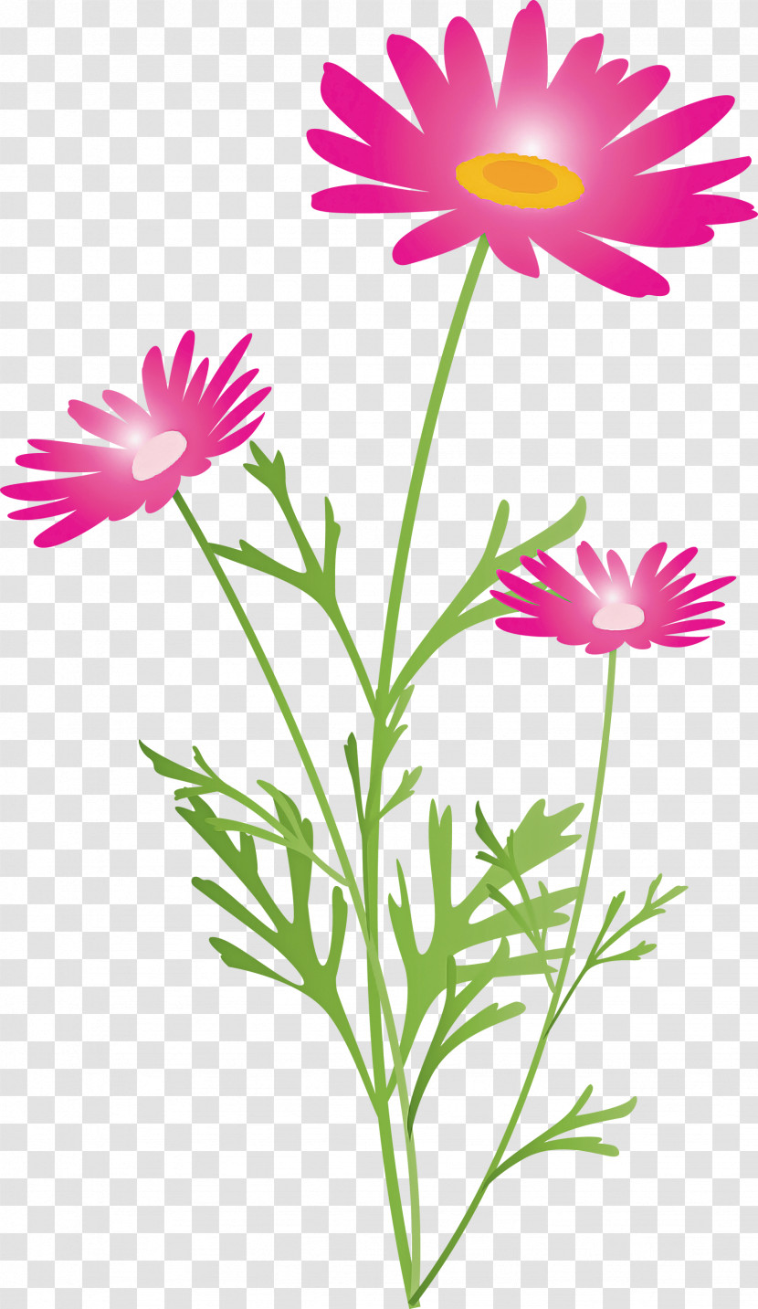 Marguerite Flower Spring Flower Transparent PNG