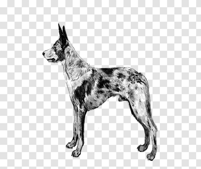 Wolf Cartoon - Canaan Dog - Ancient Breeds Rare Breed Transparent PNG