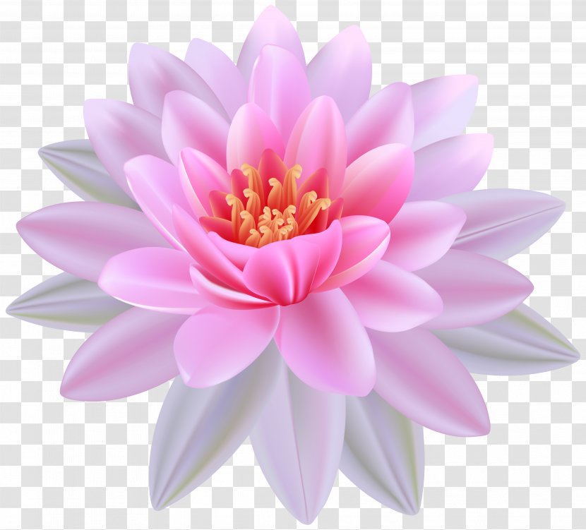 Egyptian Lotus Nymphaea Alba Clip Art - Dahlia - Pink Water Lily Clipart Image Transparent PNG